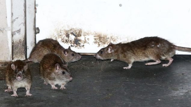 Planlar genelde bomba ykl sanlar kazan dairesinin yanna brakarak, kazann patlamasn salamakt.         