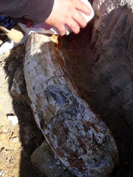 'F�LE A�T'   <br><br>  Fosilin daha �nce bulunan fosiller gibi 7,5 milyon y�ll�k oldu�unu s�yleyen Da�, 'Bu buldu�umuz fosil file ait oluyor. 