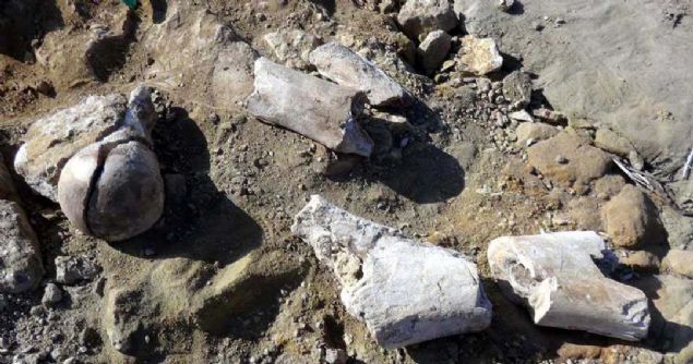 Bu b�lgede asl�nda Ekim ay� sonu itibariyle kaz� �al��malar�m�z bitmi�ti. Burada kayda de�er b�y�k �l��lerde fosillere ula�t�k.   