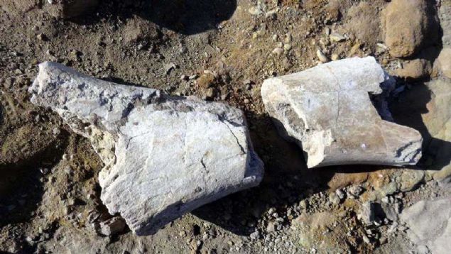 Kayseri'de Kocasinan il�esi, Emmiler Mahallesi, Yamula Baraj� k�y�s�nda devam eden kaz� �al��mas�nda file ait oldu�u tahmin edilen 7,5 milyon y�ll�k fosil bulundu.      