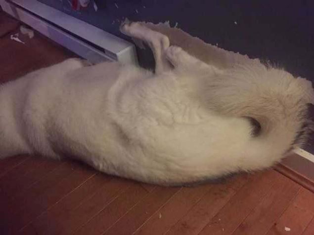 Hep ayn� yerde uyudu�u i�in duvar� a��nd�ran k�pek.       