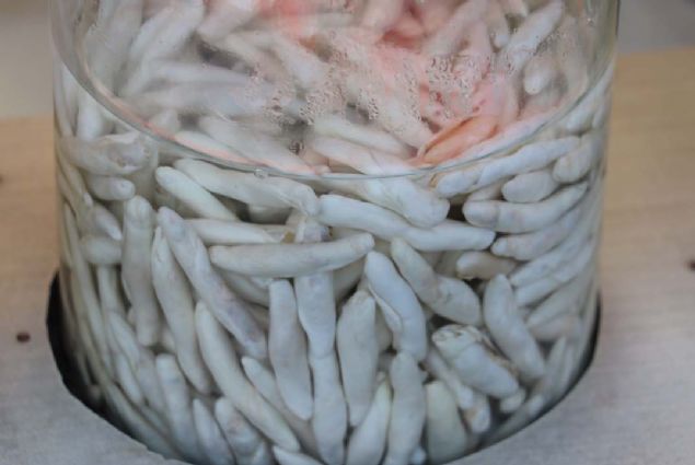 Bu bitki yamur yad zaman st darya az verdii iin bu yl kilogram 750-800 lira civarnda toptan. Perakende olarak byklne gre 2 buuk veya 3 lira civarnda satlyor' diye konutu.  <br><br>  (HA)    