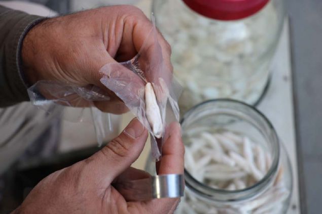 'Kenger sakzlarnn ifas olduka fazladr. Kenger sakznn dier sakzlara gre sert olduu iin ene kaslarna gzel bir egzersiz yaptrr.    <br><br>  ene yapsnn gelimesine, yz felcine ok faydas var. Ayryeten mide sal asndan da nemli. Bu sene yamurlar biraz fazla yad iin fiyat biraz pahal. 