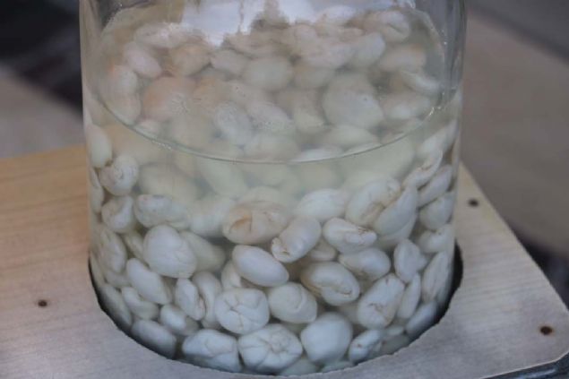 Kenger sakz, kenger bitkisinden elde edilir. Kenger bitkisi, Haziran- Temmuz aylarnda havalarn snmasyla birlikte kurur ve kuruyan yerlerinin kesilmesiyle kknden st akar. Akan st belli bir sre sonra donar ve kenger sakz ortaya km olur.    <br><br>  Bu donan stleri scak sularla temizleyip katklar alnarak yuvarlak ve yass ekiller verilir. Bu ilemlerin ardndan ise Kenger sakz oluur.   