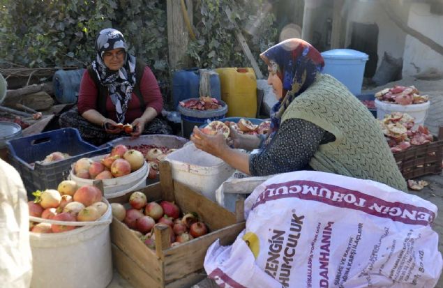 Aslan, 'Narlarmz olgunlanca toplamaya balar ve sata gidecek olan narlarmz ayrrz. Deve diidediimiz narlarmz bu yl 5 liradan sattk. Aztatl ve eki narlarmz ise bu yl 2 liradan verdik.Deve dii dediimiz narlarn ou yurt dna satld.  