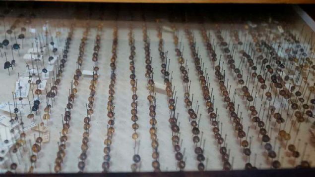 Hzal, araziden toplad bir bcein uzunluunun 0,8 milimetre olduunu, bunu mikroskop altnda incelemeden tehis etmenin imkanszln dile getirerek,  <br><br>  'Bcek eitlilii fazla olduu iin entomologlar belirli alanlarda uzmanlamlardr. Tehis yaparken trleri kendi uzmanlarna gndeririz nk tehis ok nemlidir.   <br><br>  Yanl tespit, yanl isimlendirme demektir.' deerlendirmesinde bulundu.   