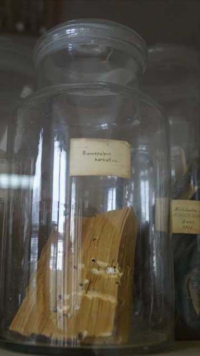 zin kapsamnda bcekleri birok farkl teknikle topladklarn anlatan Hzal, konumasn yle srdrd:  