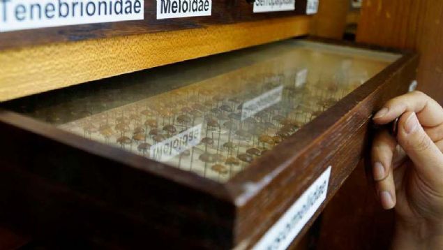 'LK AKIM HER ZAMAN BCEKLER OLMUTU'  <br><br>  Do. Dr. Hzal bcekleri, laboratuvarda biyolojik mze materyali haline getirdiklerini belirterek,  <br><br>  'Kk bceklerde yaptrma, byk bceklerde ineleme tekniini kullanyoruz. Btn uzuvlarn tam ve net olmas gerekiyor ve tehis almasndan sonra bu rneklere, koleksiyonlara tarih vererek saklyoruz.' dedi.  