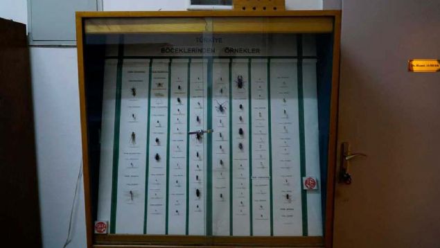 'Bceklerin tehislerini yapabilmek iin mikroskop altnda detayl bir ekilde inceleme yapyoruz. Dnya zerinde yaklak 1 milyon tanmlanm bcek tr var, hatta daha fazla bcek de tanmlanmay bekliyor.  <br><br>  Dolaysyla bcek tehis etmek ok kolay bir ey deil. Bir bcei elinize aldnzda bildiiniz bir bcek tr olduunu dnebilirsiniz ama inceleme sonucunda ok byk farkllklar olduunu gzlemliyoruz.'   