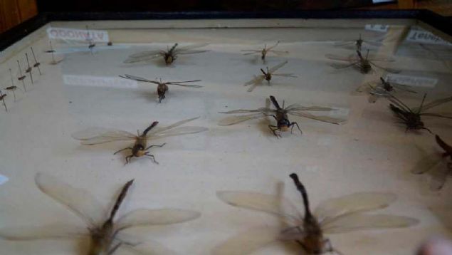 Bcek Mzesi'nde 1937 ylna ait rnekler olduunu dile getiren Hzal, 'Koleksiyondaki paralar, saklama koullarna gre deiiyor.   <br><br>  renciler, buraya gelerek alma konularmz hakknda bilgi alyor. Bcekler, yaban hayat ve orman yangnlaryla ilgili deiik bilgiler elde ediyorlar.' ifadelerini kulland. 