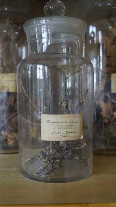 ocukluunun kylerde getiini, doa ile i ie bydn anlatan Hzal, 'ocukluum byle geince doaya sevgi duydum ve bu alanda almalarda bulundum.  <br><br>  Ku, bcek besledim. niversite snavna hazrlanrken rehber retmenim, Orman Mhendisi olabileceimi sylemiti, ben de bu yola koyuldum.   <br><br>  Faklteyi bitirdikten sonra yksek lisansa baladm ve kadro alnca asistan oldum. lk akm her zaman bcekler olmutu.   <br><br>  imdi zellikle Trkiye'deki orman ve tarm alanlar iin nemli etkileri olan istilac trler zerine alyorum. Bu konularda da almalarm ilerletmeyi hedefliyorum.' diye konutu. 