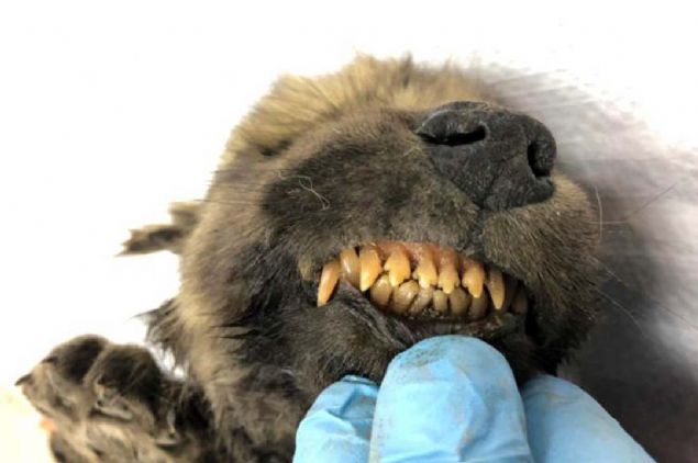 Evrimsel Genetik profesr Love Daln, Kendine zg ok ucu gibi dileriyle hrlar vaziyette bulunan canlnn ilk DNA testlerinin bunun bir kurt mu yoksa bir kpek mi olduunu ortaya karamadn syledi.  