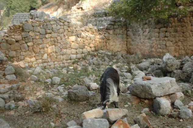 Kahramanmara�'�n And�r�n il�esi Ye�ilova Mahallesi'nde �obanl�k yapan Nihat B�lb�l, bir hafta �nce ke�ileri otlatt��� Tetce�iz mevkisinde, taban mozai�i fark etti.    