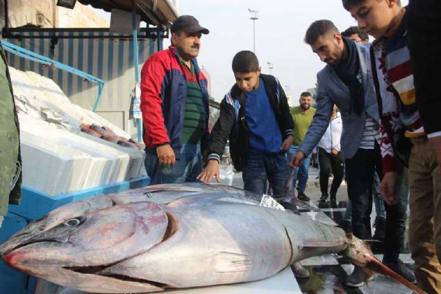 Bal paralara ayracaklarn ve kilogramn 35 liradan sata sunacan belirten Balk Behet Sili, '4 tane ton baln getirttik. Halkmza faydal olacak ekilde buna bir imkan oluturmaya alyoruz.    
