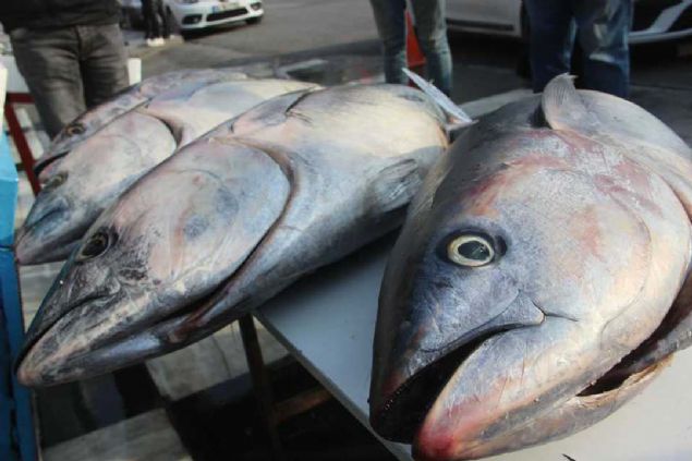 Merkez Haliliye ilesinde balklk yapan Behet Sili, 4 ton baln Karadeniz Blgesi'nden sipari ederek tezgahna koydu.     