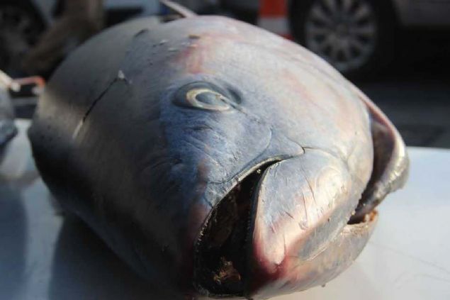 Her bir ton bal 75 ile 80 kilo arasndadr. Ton bal zellikle kalp ve eker hastalna iyi geliyor. Urfallarn bu bala rabeti yksek oluyor. Birazdan kesimini yapacaz, halka kilo kilo satacaz.     