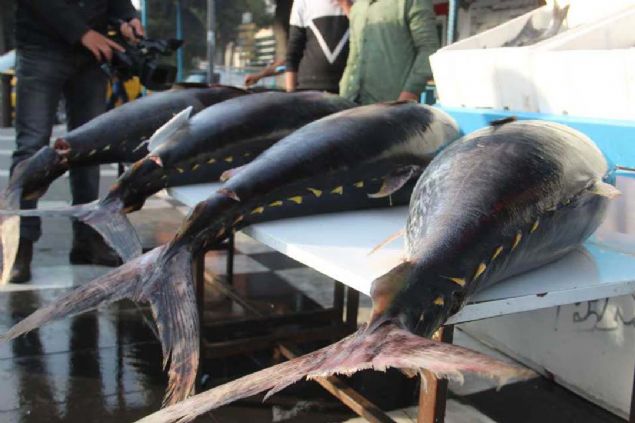 Balklarn geldiini haber alan birok vatanda, 1,5 metre uzunluunda ve her biri yaklak 80 kilogram arlndaki balklar grmek iin balkya geldi.     