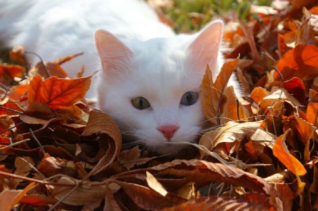 'Van kedisi ehrimizle zdeleen bir hayvandr'  <br><br>  Van kedilerinin kentle zdeletiini ve kentin tantmna byk katk saladna dikkat eken Kaya, 'Dolaysyla bu hem Van'n tantmna hem turizmine hem de insanlarn Van'a gelmesi iin en nemli sebeplerden oldu. nsanlar gzellikleri yerinde grmek istiyor. Bu da Van'n ekonomisine katk salayacak bir potansiyel ve kltrel mirastr' diye konutu.   
