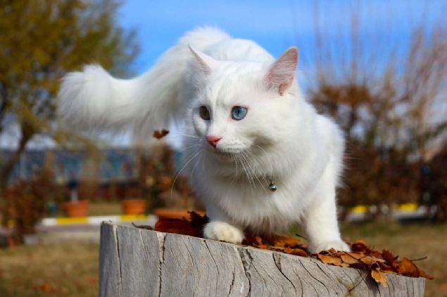 Van Kedi Villas'na gelen ziyareti saysnda ciddi bir art yaandn ifade eden Kaya, 'Van kedisi ilk defa uluslararas bir gzellik yarmasna katld.   <br><br>  Bu yarma ise bizim iin ok nemliydi. Van kedileri bizim iin en gzeller, ama bunun uluslararas dzeyde tescillenmesi mutluluk kayna oldu.     