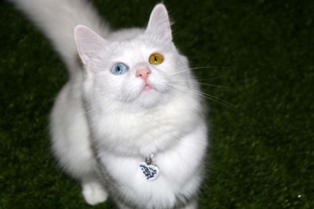 'Van kedisi ok popler hale geldi'  <br><br>  HA muhabirine konuan Van Kedisi Aratrma ve Uygulama Merkezi Mdr Prof. Dr. Abdullah Kaya, ilk defa katldklar uluslararas yarmayla birlikte Van kedilerinin popler hale geldiini belirtti.     