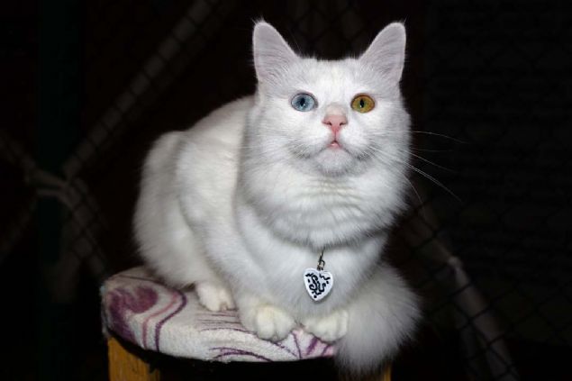 Yarmaya Su ve Baak isimli iki karde kediyle katlmtk. 'Su' isimli kedimiz bu yarmada birinci oldu. Birincilikle birlikte Van kedisi ok popler hale geldi.  <br><br>  Van Kedi Villas'na gelen ziyareti saysnda hatr saylr dzeyde bir art oldu. Her gelen ziyareti Su ve Baak isimli kedileri soruyor. Biz de Su ok. Bizim btn kedilerimiz derecelik gzel kedilerdir. Ancak medyatik olan Su isimli kedimiz ziyareti ekiyor dedi.    