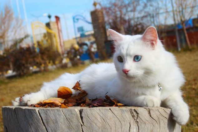 Van kedilerinin poplerlik seviyesinin artmas, uluslararas anlamda kentin tantmna byk katk salamaya balad.     