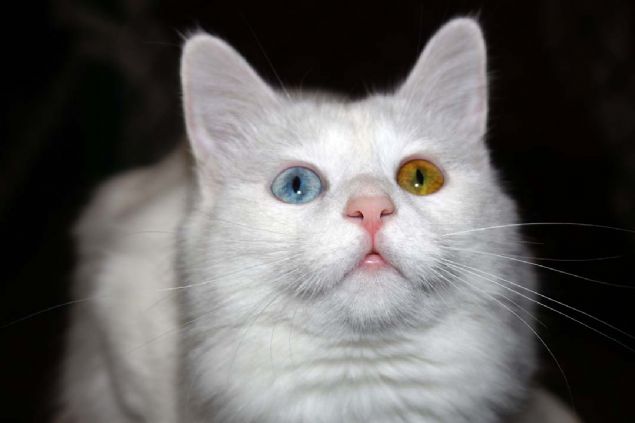 'Tatil gnlerinde ziyareti says artyor'  <br><br>  Ara tatil dneminde Van Kedi Villas'nda ok sayda ziyareti arladklarn anmsatan Kaya, szlerini yle srdrd: 