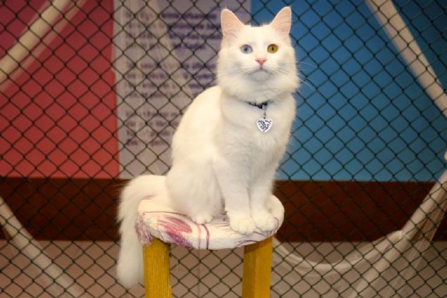 stanbul'da dzenlenen uluslararas kedi gzellik yarmasnda gzelliklerini dnyaya kantlayan Van kedilerinin son zamanda poplerlii artt.       
