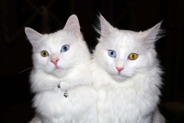 En iyi dereceyle dnen karde kediler, Van Kedi Villas'ndaki kedilere olan ilgiyi de artrm oldu. Cana yaknl, beyaz ipeksi krk, aslan yry, tilki kuyruuna benzeyen uzun ve kabark kuyruu, deiik gz renkleri ve suya dknlyle kentin en nemli deerlerinden olan Van kedileri, ilk defa katldklar uluslararas bir yarmada en iyi dllere layk grld.     