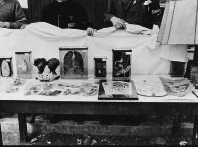 Yahudilerin vcut paralar.      