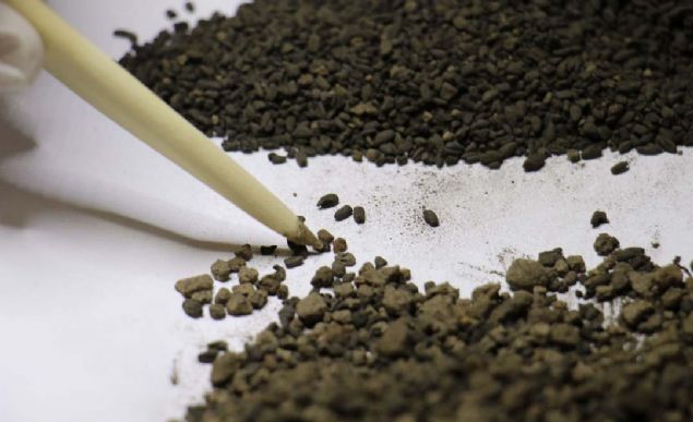 Murat Hyk'te yrtlen kaz almalarnda mlek iinde bulunan buday tanelerinin TUBTAK MAM laboratuvarlarnda yaplan incelemede 4 bin 500 yllk olduu ortaya kt.    