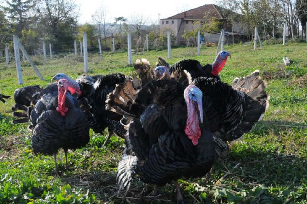 Yaklak olarak 7 buuk ay sonra kesilmeye hazr hale gelebiliyor, daha ncesinden de kesebilirsiniz ama 5 aylk bir hindi ile 7 buuk aylk bir hindi arasnda ok fazla lezzet fark vardr. Erken kesilmi hindiler lezzetsiz olur' dedi.      