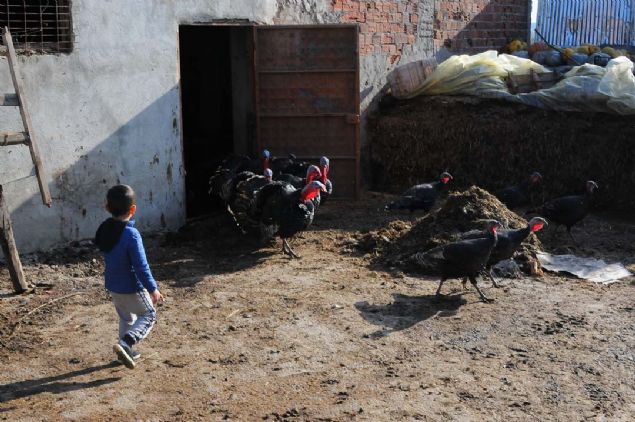 'SATILARDAN MEMNUNUZ'  <br><br>  Siparilerin younlukla stanbul'daki oteller ve restoranlardan geldiini syleyen Cavit Turan, 'Yaklak olarak 2 bin civarnda hindimiz vard u anda talep artt ve satlarmz hzland.     