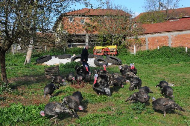 Iss ok nemli, yemekleri ok nemli. lk 1 buuk ay ok hassas olduklar iin kmeslerde bakyoruz daha sonra arpa yerlerine salyoruz.     