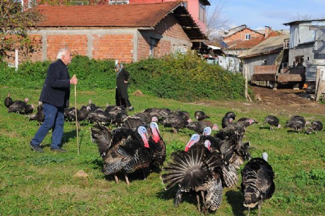u anda elimizde yaklak olarak 700 tane hindi var. Ylbana kadar tamamen tkenmesini bekliyoruz.'       
