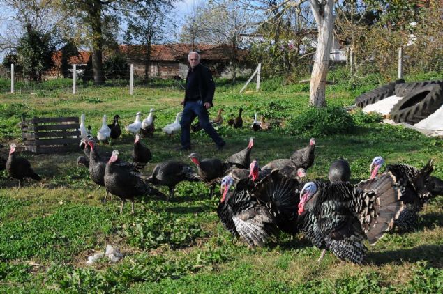 'KK BR OCUA BAKAR GB BAKMAK GEREKYOR'  <br><br>  Hindi retiminin olduka zahmetli bir i olduunu ifade eden Turan, 'Kkken ok ilgi istiyor hindiler. Kk bir ocua bakar gibi bakmak gerekiyor.     