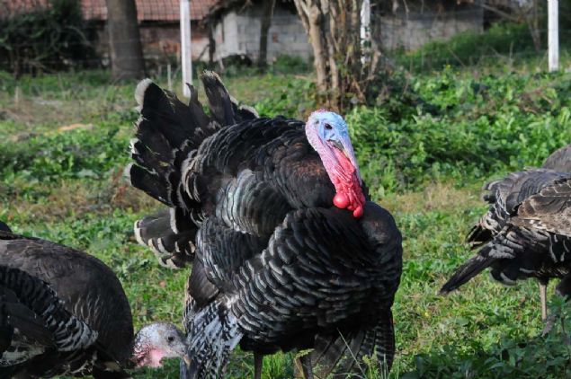 'Diilerin arl 4 ile 6 kilo arasnda, erkek hindilerin ise 6 buuk ile 10 kilo arasnda deiiyor. Bu hindiler tamamen organik tamamen doal ortamda byyorlar.   