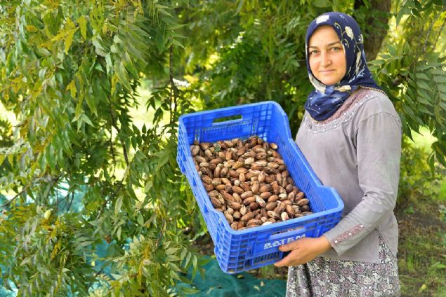 BATEM'in 25- 30 yldr bu ticari eitlerin fidann rettiini ve Trkiyede de enstit vastasyla yayldn belirten nl, Narenciye, avokadonun yetitii yerlerde bu cevizler de yetiiyor.  <br><br>  Son yllarda farkl rnler yetitirmek isteyen retici de zellikle avokado ve pikan cevizi retimine yneldi' dedi.   