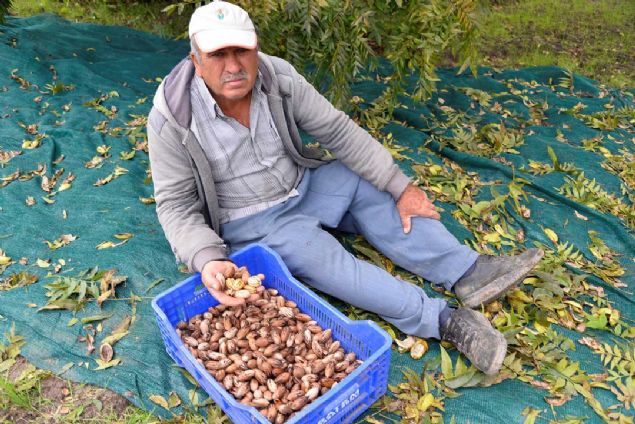 KLOGRAMI 150 TL'YE SATILIYORDU   <br><br>  1953'ten 1969'a kadar Amerika'dan getirtilen tohumlar zerinde almalar yapan BATEM ekipleri, 1969'da srail'den pikan cevizine ait 25 trn fidanlarn getirdi.   <br><br>  Antalya'da BATEM'in kent merkezindeki merkez bahesi ve Kadriye'deki yaklak 600 dnmlk alann 50 dnmnde fidanlar dikildi.     