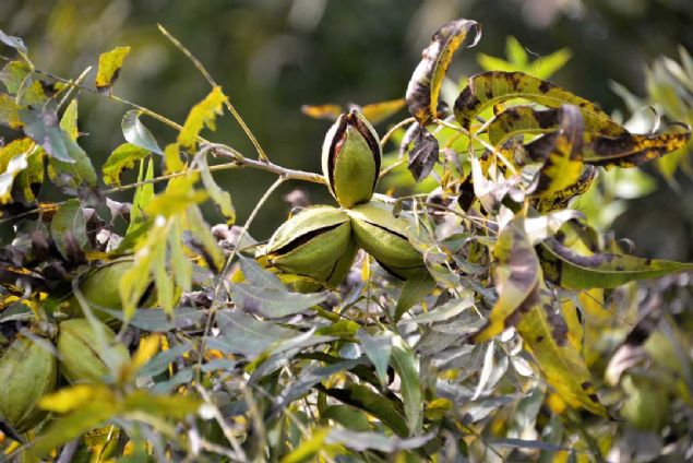 Tahminlere gre lkemizde yllk 2 bin ton zerinde retimi var. Pazar olan ve son yllarda pastaclar, baklavaclarn da talep ettii bir ceviz tr' diye konutu. 