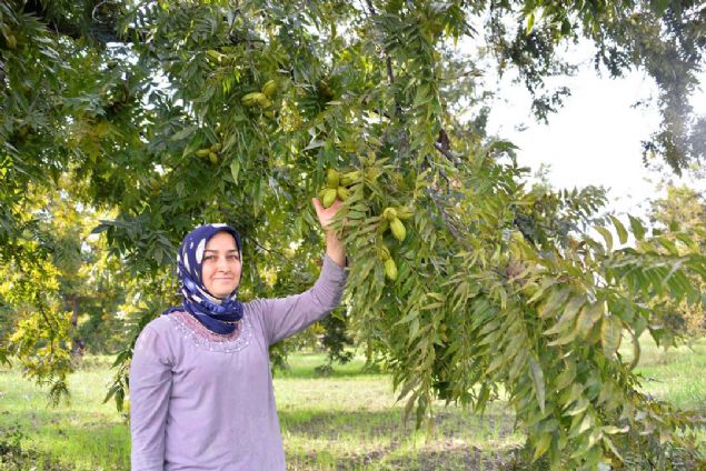 Son yllarda bilinirlii artan pikan cevizinin, nceki yllarda kilogram 150 TL'ye kadar alc buluyordu. BATEM'in geen yl 33 liradan satn yapt pikan cevizinin bu ylki fiyat ise 40 TL civarnda.    
