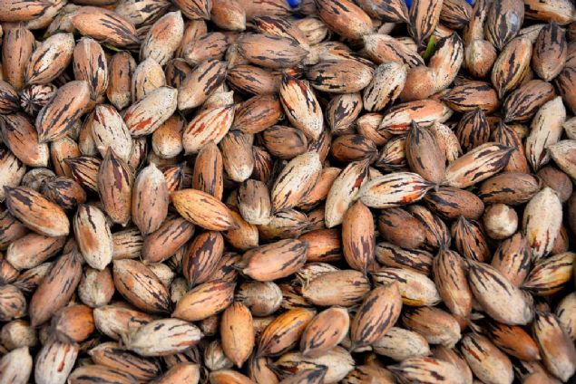 TOPLAM RETM 2 BN TON   <br><br>  Meyvedeki ya orannn yzde 71 ve normal cevizden biraz fazla olduunu syleyen Abdullah nl, Yaklak bir yl raf mrne sahip ince uzun bir ceviz tr.   <br><br>  Normal cevize gre tad biraz yumuak, farkl ve lezzetli bir meyve tr. lkemizde sadece Ege ve Akdeniz blgelerinin sahile bakan yamalarnda ve Gneydou Anadolu'nun baz blgelerinde yetiiyor. 