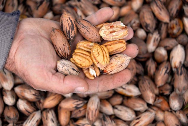 LK FDANLARI BATEM RETT  <br><br>  BATEM Mdr Abdullah nl, adaptasyon almalarnda 25 trden 'mahan, 'wichita', 'choctaw' ve 'western' trlerinde stn verim ve kaliteye ulaldn, bu trlerin BATEM adna fidanlarnn retimine balanldn ve tescil ettirildiini kaydetti.   