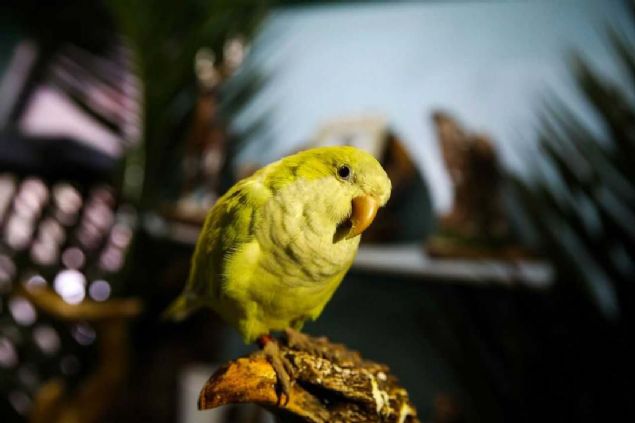 Kafese konuyor, uakla, uzun yollardan getiriliyor. Petshop'a gtrlyor, yine  nsanlar sadece ekirdek fstk veriyor. Papaana ekirdek koymayn, normal meyveler koyun, bir ka gn sonra onlar yer.  