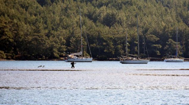 Adacklar, martlarn adresi haline gelirken, bir balknn denizin ortasnda yrmesi ilgin grntler oluturdu.   
