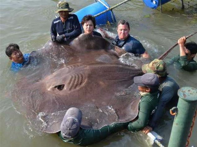 Dnyann en byk Vatozu      