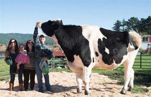 Holstein cinsinden olan dana tam 193 cm yksekliinde.     