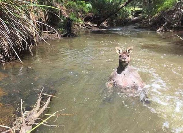 Kaslar ve iri vcuduyla dikkat eken kanguru, kendini gvende hissedene kadar suyun iinde kald.    