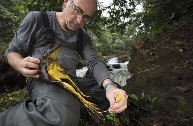 Yeryzndeki en byk kurbaa tr olan conraua goliath. Bu kurbaalar, 3-4 kilogram arlkta ve 3 metre boyda olabiliyor.    