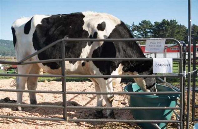 Sahibi ise devasa grnmne ramen Daniel'n olduka uysal ve sadk bir karaktere sahip olduunu dile getiriyor.    